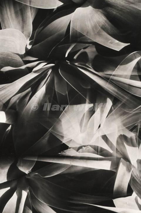 Agave Attenvata no.40A-2024-26x17cm-9 pinhole camera