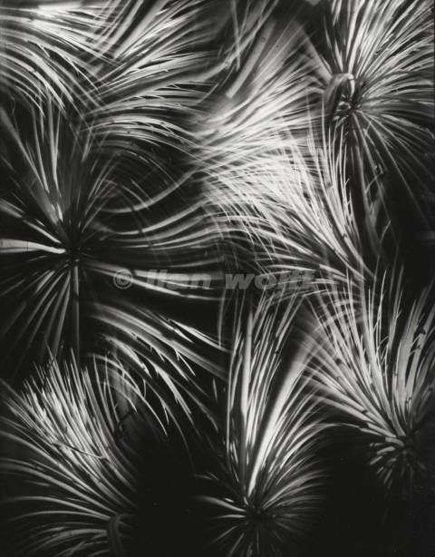Agave Striata no.63A-2025-23x18cm-10 pinholes camera
