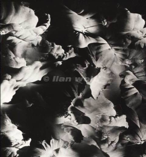 Cereus Forbesii-Spirallis no. 55A-2025. 23x23cm-16 pinholes camera