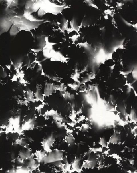 Euphorbia Espiralis no.103A-2026-27x22cm-20 pinholes camera