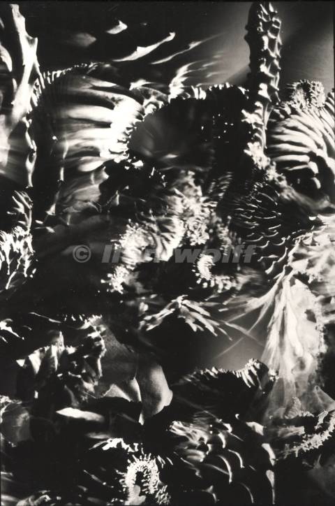 Euphorbia later Cristata no.44A-2024-30x20cm-7 pinholes camera